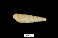 藏品(歪軸蝸牛)的圖片